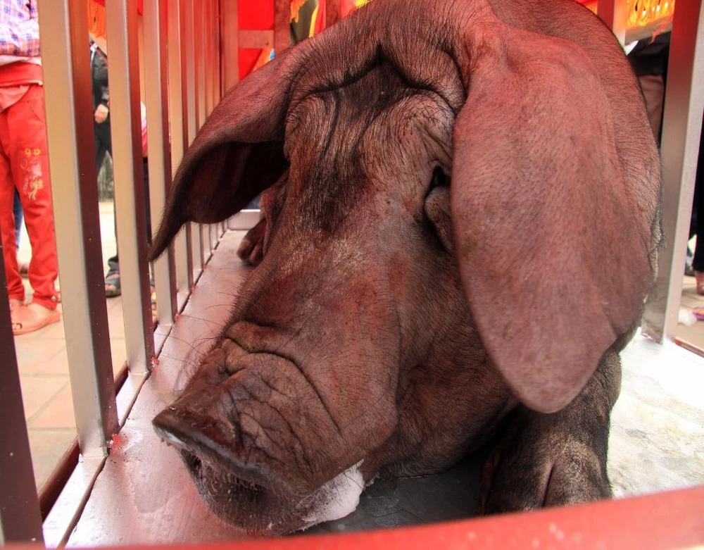 Khi phần tế kết thúc, ông Cầu sẽ được mổ thịt, sát tiết ngay tại sân đình