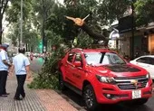 Hà Nội: Xuyên đêm di chuyển cây xanh trên đường Hoàng Quốc Việt dưới trời mưa ảnh 9 TP.HCM rà soát hệ thống cây xanh trên đường phố