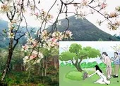 Tảo mộ cuối năm, nét đẹp truyền thống lâu đời của người Việt ảnh 10 Cần làm gì vào tết Thanh minh mùa COVID-19?