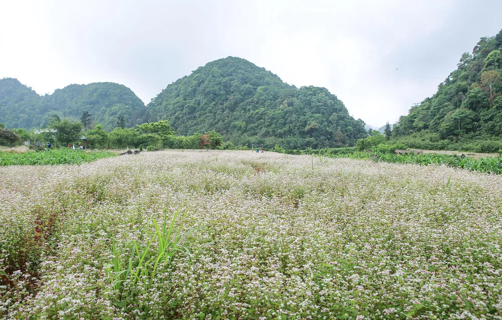 Từ tháng 9 đến tháng 12 là lúc hoa tam giác mạch đua nhau khoe sắc thắm, phủ kín nhiều thung lũng, triền núi trên cao nguyên đá Hà Giang. Từ tháng 9 đến tháng 12 là lúc hoa tam giác mạch đua nhau khoe sắc thắm, phủ kín nhiều thung lũng, triền núi trên cao nguyên đá Hà Giang.