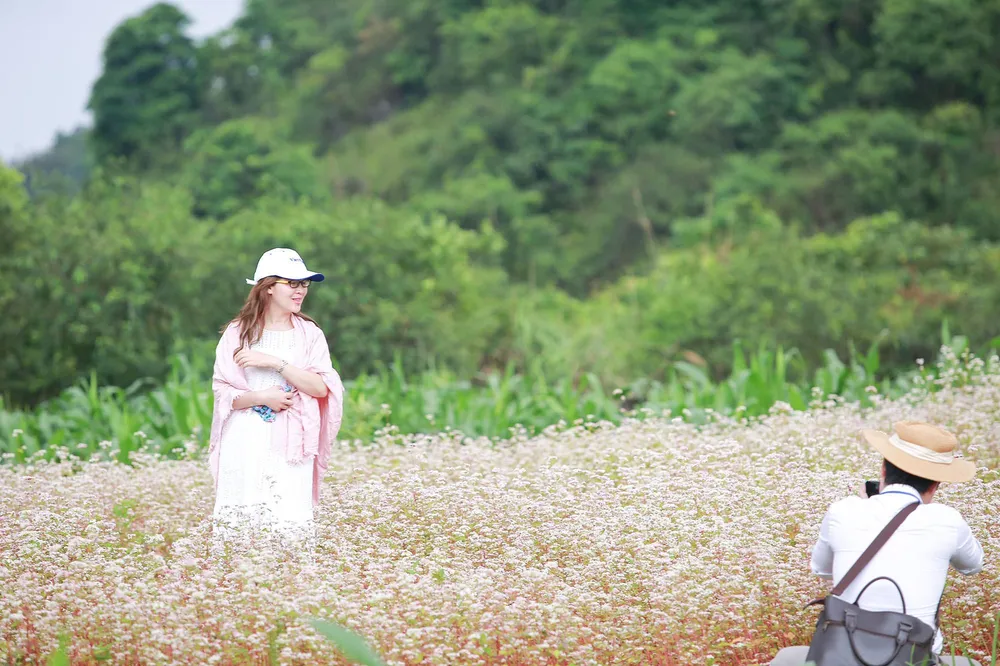 Tuy nhiên, để thu hút khách du lịch, bà con ở Thạch Sơn thần (xã Quyết Tiến, huyện Quản Bạ, Hà Giang) đã trồng loại hoa này đến nay còn nở rộ. Tuy nhiên, để thu hút khách du lịch, bà con ở Thạch Sơn thần (xã Quyết Tiến, huyện Quản Bạ, Hà Giang) đã trồng loại hoa này đến nay còn nở rộ.