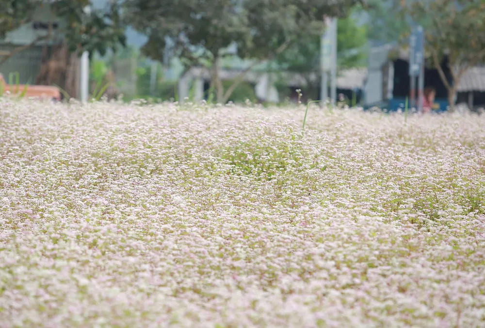 "Tôi không ngờ đến đây mùa này lại có thể bắt gặp được cánh đồng hoa tam giác mạch bạt ngàn như thế này. Tôi đã có rất nhiều bức ảnh đẹp ở đây" - chị Thy tâm sự. "Tôi không ngờ đến đây mùa này lại có thể bắt gặp được cánh đồng hoa tam giác mạch bạt ngàn như thế này. Tôi đã có rất nhiều bức ảnh đẹp ở đây" - chị Thy tâm sự.