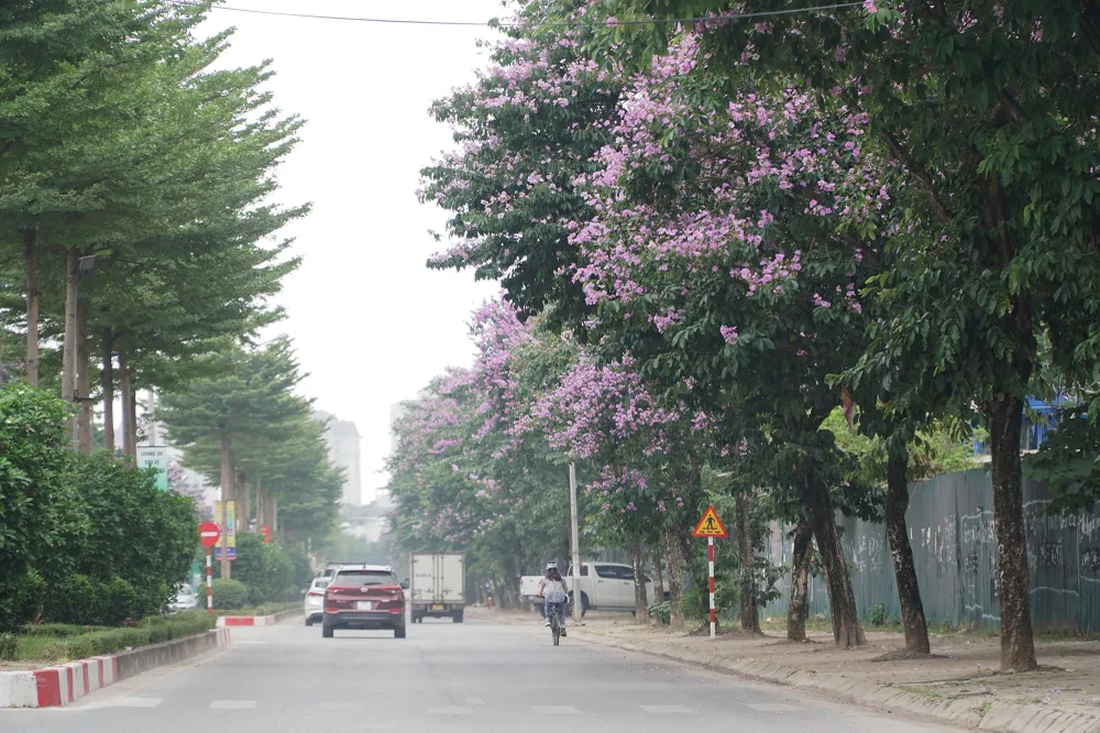 Cây hoa bằng lăng có tán lá dày và rộng vì thế nó được trồng là cây bóng mát tại những công trình trọng điểm, công viên, đường phố…