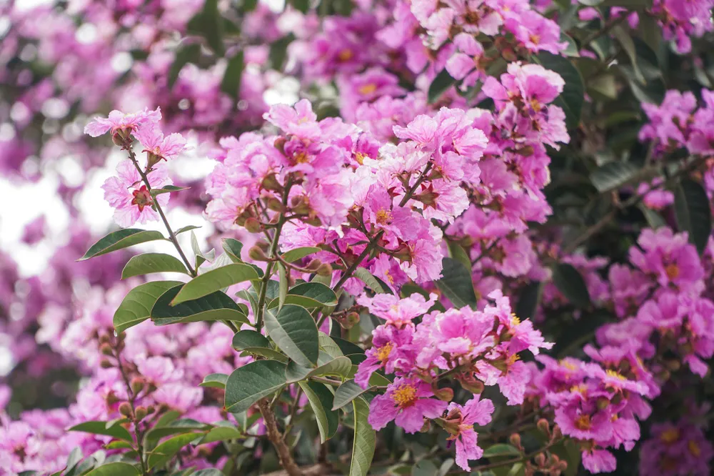 Bằng lăng có nhiều màu khác nhau, như: tím, hồng, trắng nhạt… Hoa màu tím hoặc tím nhạt, mọc thành chùm dài từ 20 đến 40 cm. Mỗi bông hoa có 6 cánh, mỗi cánh dài chừng 2 đến 3,5 cm.