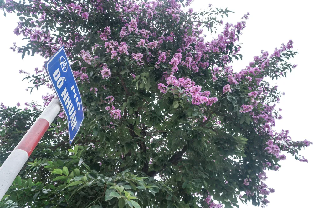 Ở Hà Nội, bằng lăng được trồng nhiều ở các con phố nhưng đẹp và ấn tượng nhất phải kể đến phố: Đỗ Nhuận, Nguyễn Thái Học, Kim Mã, Mỹ Đình, bờ hồ Hoàn Kiếm, Hoàng Quốc Việt…