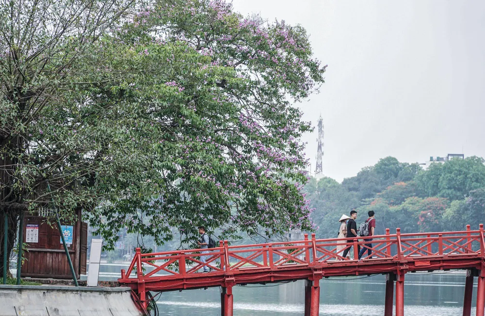 Một cây hoa bằng lăng lớn đang thời kỳ ra hoa nở rộ ở đầu cầu Thê Húc bắc trên hồ Gươm, lối dẫn vào đền Ngọc Sơn.