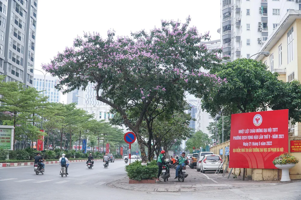 Mỗi tháng của Hà Nội đều ứng với một mùa hoa đặc trưng. Nếu như tháng 3 là mùa của những bông hoa sưa nhỏ xinh, khoe sắc trắng tinh khiết, tháng 4 mùa của hoa loa kèn dịu dàng khắp phố thì tháng 5 là sắc tím đặc trưng của bằng lăng. Đây là loài hoa báo hiệu cho mùa hạ đang về.