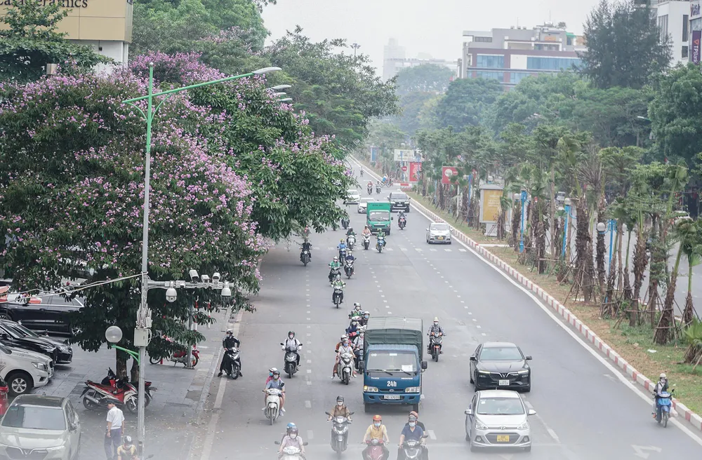Ghi nhận trên nhiều tuyến phố ở Hà Nội vào thời điểm này, những cây hoa bằng lăng đang thời kỳ nở rộ, khoe sắc tím biếc.