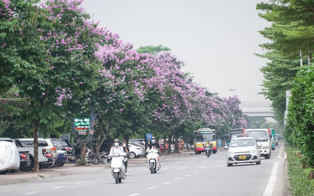 Hoa bằng lăng có nguồn gốc từ Ấn Độ với màu sắc tím nhạt, ở Việt Nam thường được trồng để làm cảnh quan đô thị. Những cánh hoa mỏng, khoe sắc rực rỡ dưới nắng hè làm nên vẻ đẹp rất riêng cho Hà Nội.