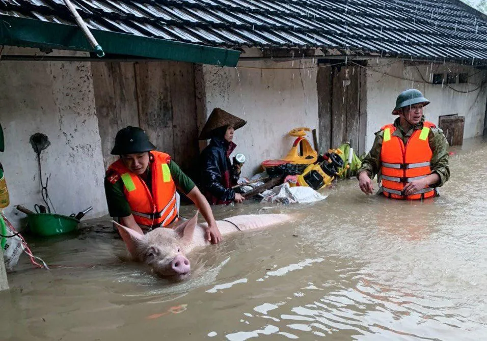 Hình ảnh lực lượng chức năng ở Vĩnh Phúc giúp người dân di dời vật nuôi ra khỏi khu vực bị ảnh hưởng của mưa lũ.