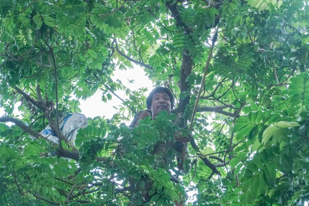 Nhiều người tranh thủ leo trèo thu hoạch sấu.