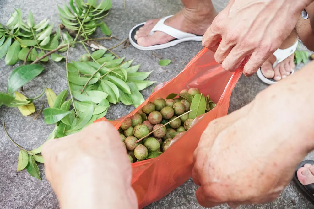 Những quả sấu tươi rói, mỗi kg sấu có giá 20.000-25.000 đồng, nếu là đầu vụ có thể từ 35.000-40.000 đồng/kg.