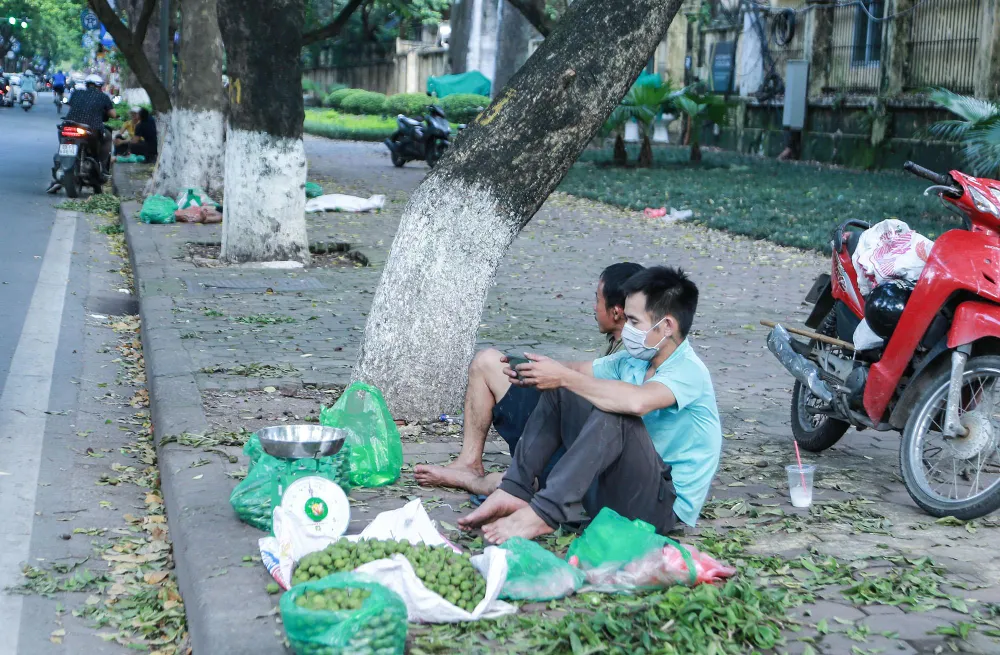 Anh Qúy, quê ở Phú Thọ đã có 7 năm hái sấu cho biết: &quot;Công việc chính của tôi là đi đánh giày, nhưng khoảng nửa tháng nay tôi tạm gác lại để hái sấu trên các tuyến phố. Mỗi vụ tôi thu nhập khoảng 25 triệu đến 30 triệu đồng&quot;.