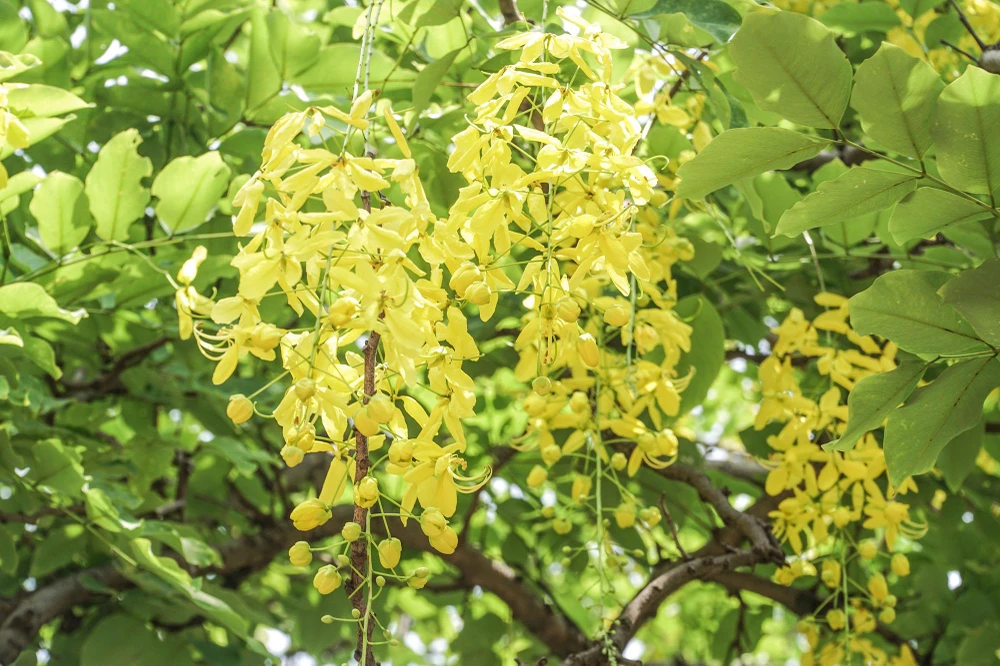 Ở Việt Nam, loài cây này mọc hoang dại trong rừng thưa ở các tỉnh Tây Nguyên như: Gia Lai, Kon Tum, Đắk Lắk, Đắk Nông.