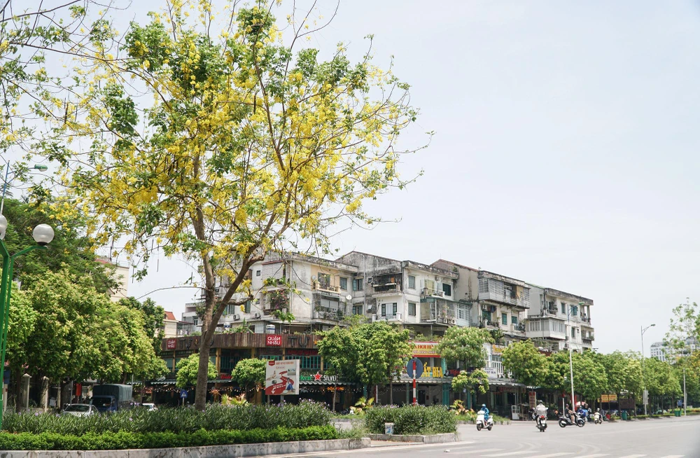 Muồng hoàng yến là loài cây có hoa màu vàng, vốn là quốc hoa của Thái Lan. Vài năm trở lại đây loài cây này được trồng nhiều ở Hà Nội.