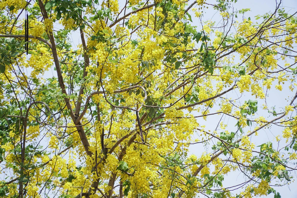 Cánh hoa mỏng, hình bầu dục, mặt ngoài mịn, mượt với màu vàng rực rỡ.