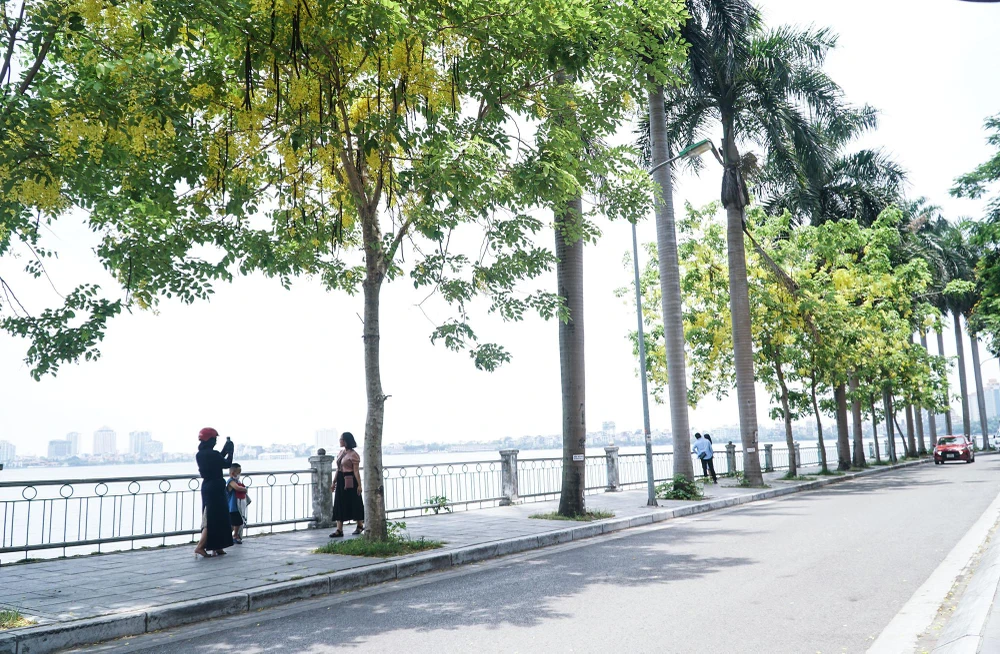 Con đường Hồ Tây càng trở nên thơ mộng, thu hút người dân đến thư giãn, chụp ảnh, ngắm hoa dịp cuối tuần.