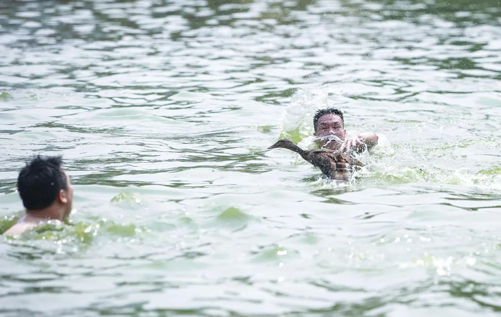 Ban tổ chức thả khoảng 50 con vịt xuống hồ để người bơi đuổi theo để bắt. Ban tổ chức thả khoảng 50 con vịt xuống hồ để người bơi đuổi theo để bắt.