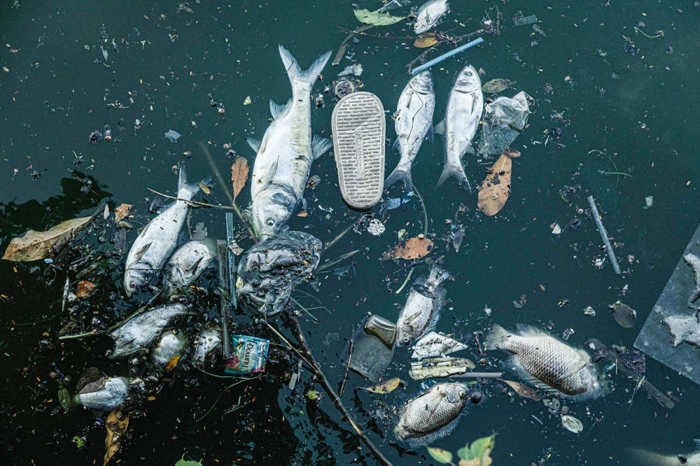 Chị Lê Thị Nga (30 tuổi, người dân) cho hay, đây không phải lần đầu tiên tình trạng cá chết hàng loạt như thế này. Trước đó vào các năm 2016 và 2018 cũng từng xảy ra đợt cá chết rất nghiêm trọng tại đây. Khi đó, cá chết nổi trắng ở một số nơi trên mặt hồ.