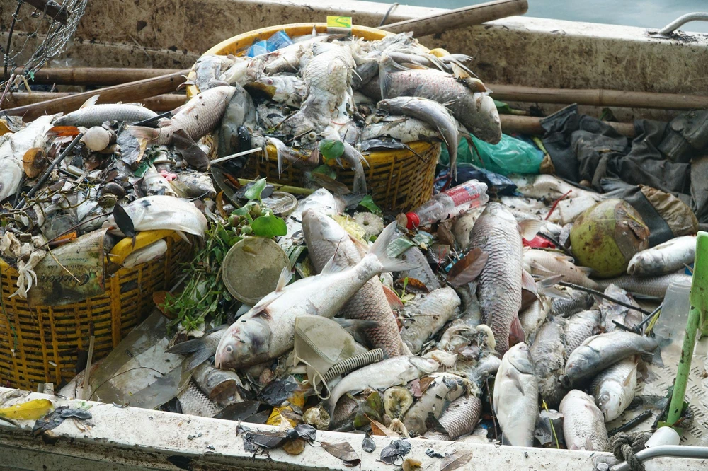 Chiếc thuyền công nhân đi vớt đầy ắp xác cá chết.