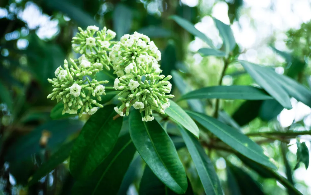 Chỉ cần 1 cây hoa xuất hiện, cả con phố đã ngào ngạt mùi hương phảng phất trong gió. Khi vào chính vụ, chúng trông chẳng khác nào như một mâm xôi “khổng lồ”. Hoa càng vươn lên cao càng nhọn như ngọn tháp, phía dưới xòe rộng, tán tròn và chỉ nhìn thấy hoa là hoa. Chỉ cần 1 cây hoa xuất hiện, cả con phố đã ngào ngạt mùi hương phảng phất trong gió. Khi vào chính vụ, chúng trông chẳng khác nào như một mâm xôi “khổng lồ”. Hoa càng vươn lên cao càng nhọn như ngọn tháp, phía dưới xòe rộng, tán tròn và chỉ nhìn thấy hoa là hoa.