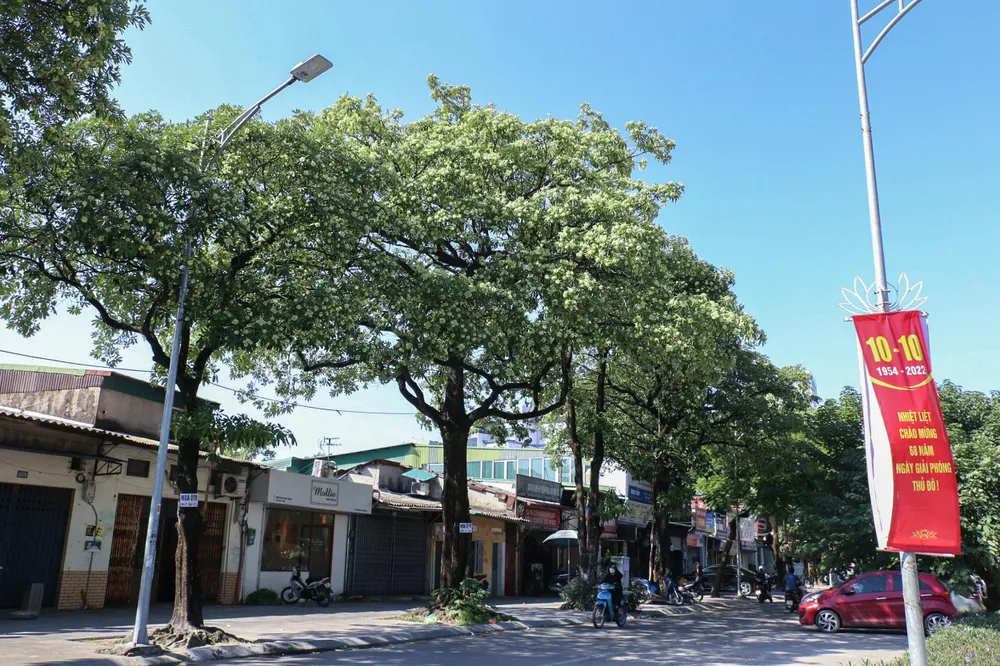 Những ngày này, đi trên những con phố ở Hà Nội như: Trần Duy Hưng, Nguyễn Chí Thanh, Mễ Trì, Lê Quang Đạo… không khó để bắt gặp hình ảnh hoa sữa bung nở trắng xóa, hương hoa tỏa ra nồng nàn khắp nơi. Những ngày này, đi trên những con phố ở Hà Nội như: Trần Duy Hưng, Nguyễn Chí Thanh, Mễ Trì, Lê Quang Đạo… không khó để bắt gặp hình ảnh hoa sữa bung nở trắng xóa, hương hoa tỏa ra nồng nàn khắp nơi.