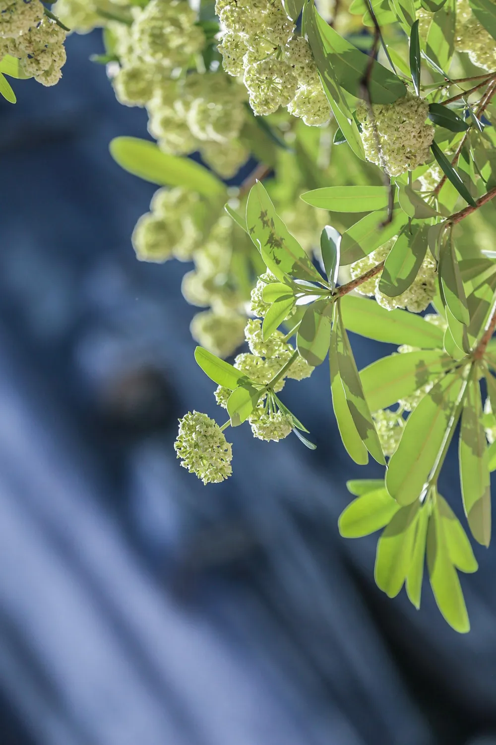 Hoa sữa được xem là một trong những loài hoa đặc trưng của mùa thu Hà Nội. Chính vì thế khi hoa nở cũng chính là một dấu hiệu mùa thu bắt đầu. Hương thơm hoa sữa nồng nàn và quyến rũ khiến mùa thu thêm phần đẹp đẽ hơn. Tiết thu mát mẻ điểm xuyết thêm hương hoa sữa thoang thoảng khiến cho nhiều người háo hức chào đón mùa thu hơn rất nhiều. Hoa sữa được xem là một trong những loài hoa đặc trưng của mùa thu Hà Nội. Chính vì thế khi hoa nở cũng chính là một dấu hiệu mùa thu bắt đầu. Hương thơm hoa sữa nồng nàn và quyến rũ khiến mùa thu thêm phần đẹp đẽ hơn. Tiết thu mát mẻ điểm xuyết thêm hương hoa sữa thoang thoảng khiến cho nhiều người háo hức chào đón mùa thu hơn rất nhiều.