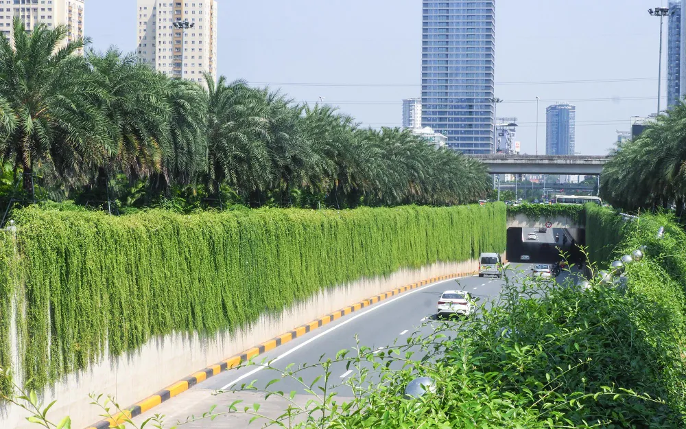 Loại cây dây leo xanh mướt bao bọc bức tường hầm chui Trung Hòa là cúc tần Ấn Độ.