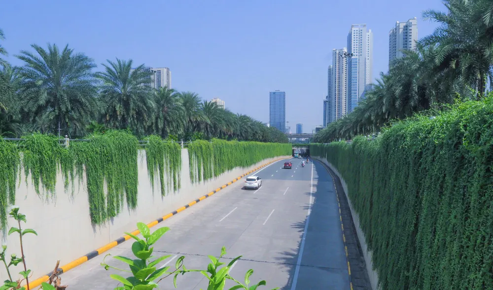 Loại cây này ngoài tạo cảnh quan xanh mát, còn có tác dụng lọc bụi và các khí thải độc hại giúp không khí bớt ô nhiễm hơn.