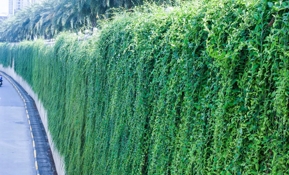 Cây cúc tần Ấn Độ có tốc độ sinh trưởng và phát triển vô cùng mạnh mẽ và luôn xanh tốt quanh năm.