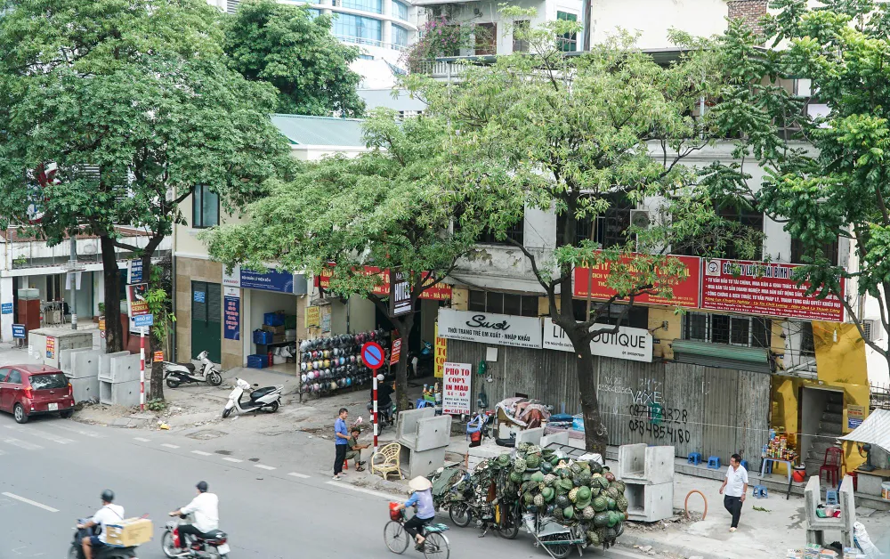 Người dân sinh sống ở khu vực này cho biết cây hoa sữa phát triển rất tốt và ra hoa dày đặc.