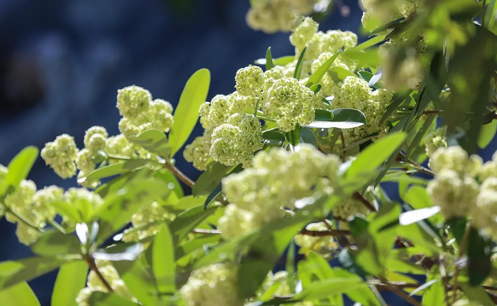 Khi vào chính vụ, loài hoa này lại nở rất nhiều, có những cây gần như không nhìn thấy lá, khắp các cành chỉ toàn những chùm hoa trắng xanh. Chỉ cần một cây hoa xuất hiện, cả con phố đã ngào ngạt mùi hương phảng phất trong gió.