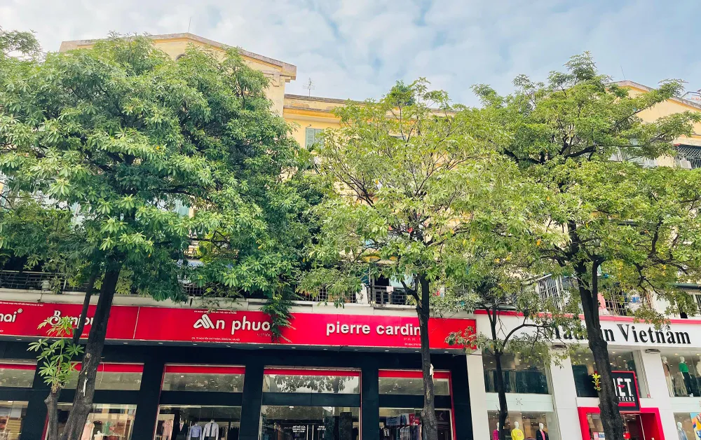 Các tán cây hoa sữa chen chúc, cao hàng chục mét, ngang tầng 3- 4 của các ngôi nhà.