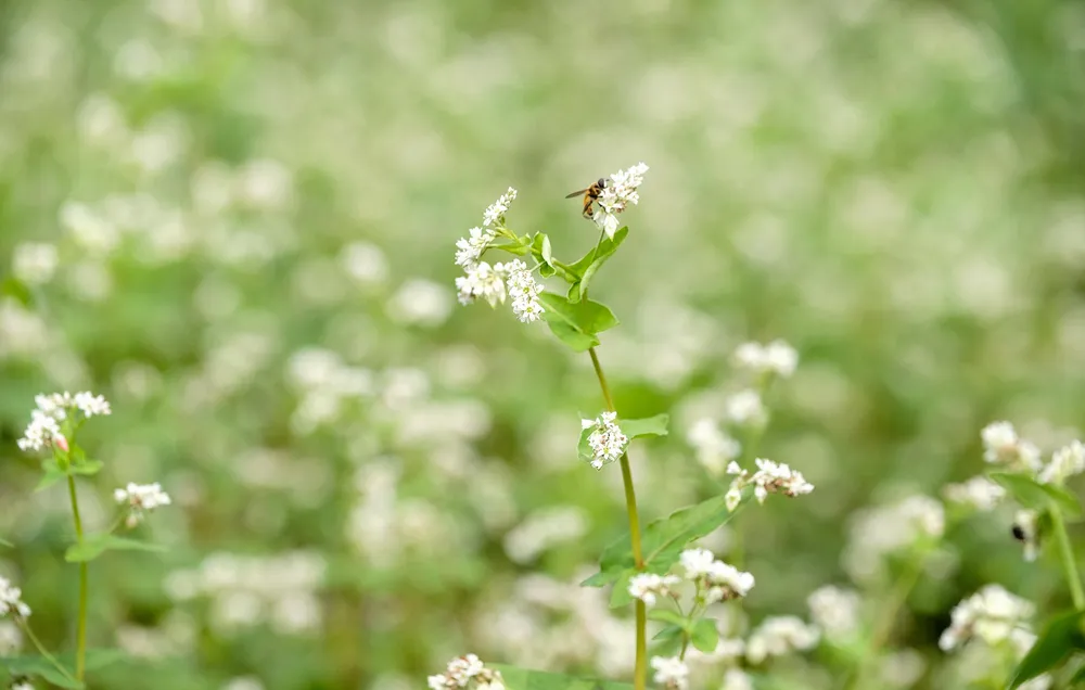 Tam giác mạch hay kiều mạch, lúa mạch đen (tiếng Anh là buckwheat) được trồng ở vùng núi cao phía Bắc Việt Nam.