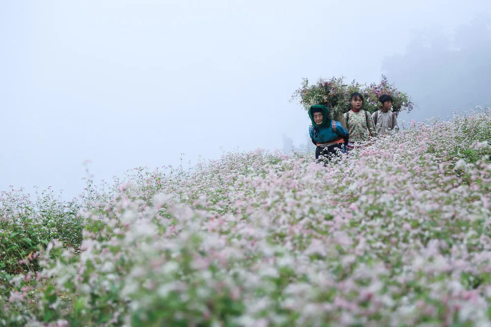 Loài hoa vùng cao nguyên đá này đã trở thành biểu tượng du lịch của Hà Giang. Với thương hiệu “đại sứ du lịch” của Hà Giang, hoa tam giác mạch không còn là loài cây vô danh trồng tự phát mà được chính quyền địa phương cấp giống và phân bón miễn phí để người dân trồng quanh nhà.