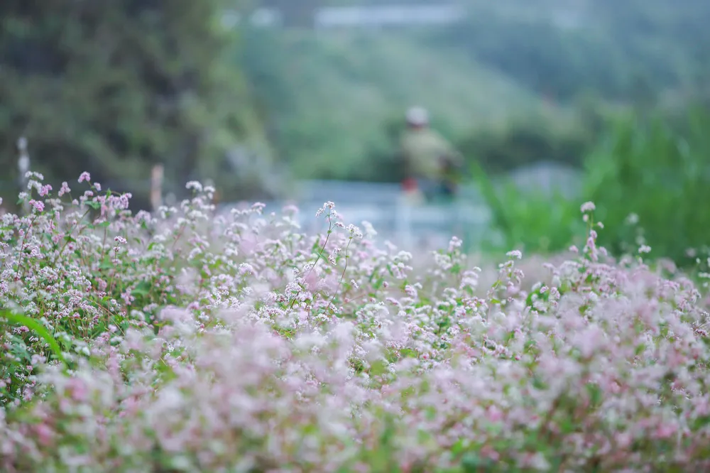 Màu sắc của hoa tam giác mạch thay đổi theo từng giai đoạn. Khi mới nở hoa mang màu trắng tinh khôi, rồi chuyển sang hồng nhạt, hồng ánh tím rồi đỏ sẫm cuối cùng chuyển sang đen khi tàn thì không còn đẹp nữa.