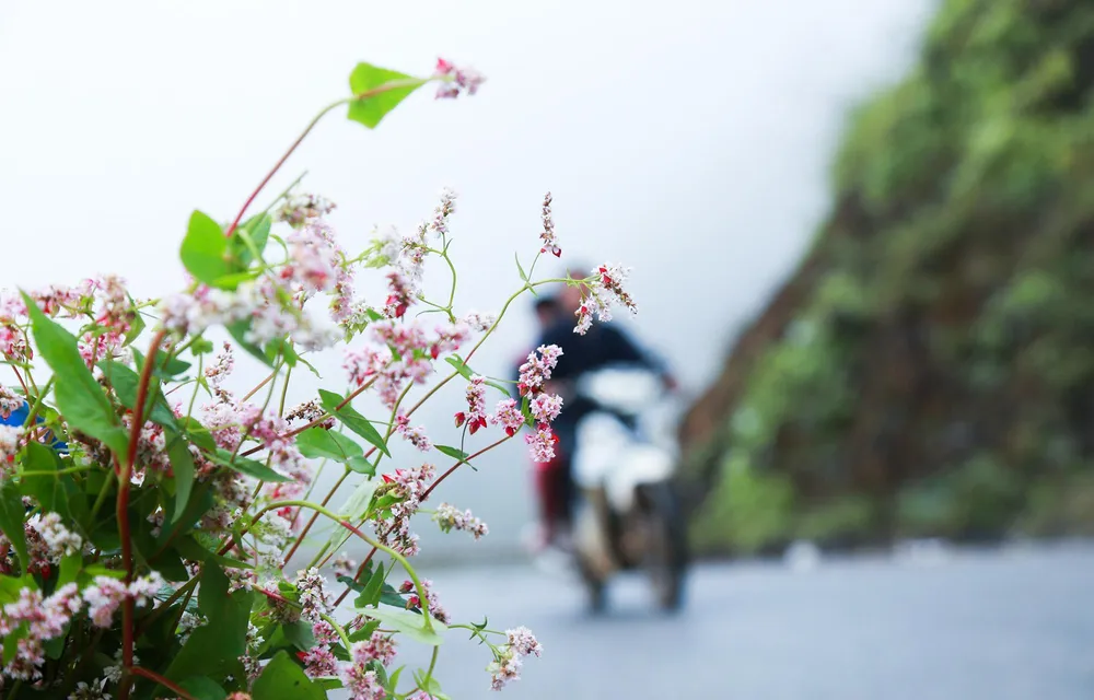 Hoa mọc trên đồi, trên đường đi, ở chân núi, trên đèo và mang cả sức sống mãnh liệt lên cả những vách đá. Những ngày này khắp các thung lũng ở Hà Giang được phủ lên sắc hồng rực rỡ của hoa tam giác mạch.