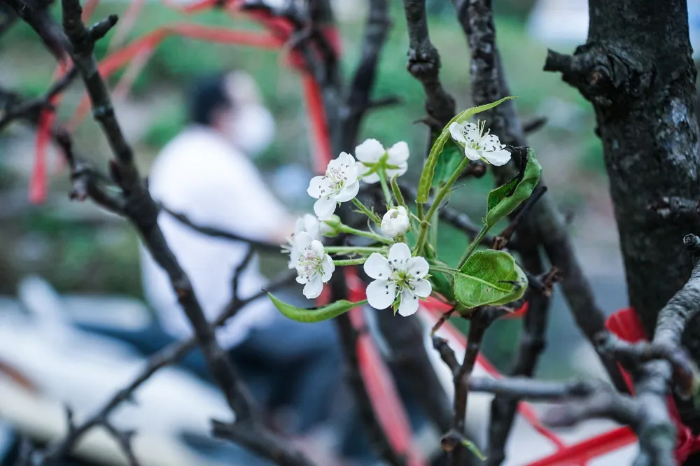 So với hoa đào, hoa mận thường được người dân ưa dùng vào dịp tết, hoa lê bền hơn nhiều. Một cành tươi tốt có thể chơi được vài tháng. Còn hơn 1 tháng nữa mới đến tết Dương lịch, nên việc mua chọn hoa thời điểm này cũng chậm rãi, tao nhã. So với hoa đào, hoa mận thường được người dân ưa dùng vào dịp tết, hoa lê bền hơn nhiều. Một cành tươi tốt có thể chơi được vài tháng. Còn hơn 1 tháng nữa mới đến tết Dương lịch, nên việc mua chọn hoa thời điểm này cũng chậm rãi, tao nhã.