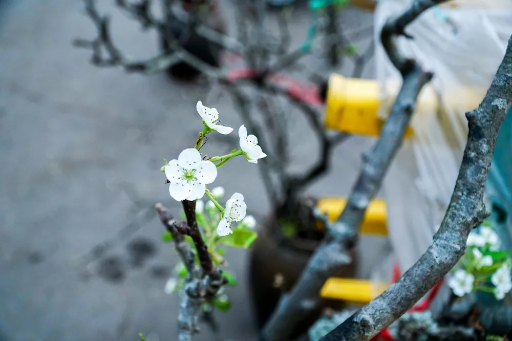 Một số tiểu thương tại chợ hoa Quảng An cho biết, những cành lê này được có nguồn gốc từ các tỉnh miền núi Bắc Bộ như Lạng Sơn, Lào Cai, Sơn La… Một số tiểu thương tại chợ hoa Quảng An cho biết, những cành lê này được có nguồn gốc từ các tỉnh miền núi Bắc Bộ như Lạng Sơn, Lào Cai, Sơn La…