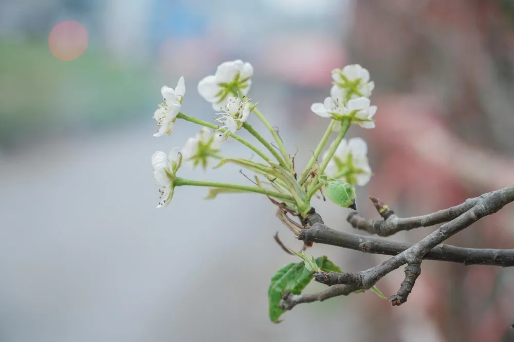 Cánh hoa trắng ngần, mỏng manh mọc thành từng chùm, xen với những lộc non mới nhú từ những cành cây khẳng khiu tạo nên một nét riêng độc đáo cho loài hoa vùng sơn cước, chỉ đơn giản vậy thôi mà hút hồn người chơi hoa Hà Nội.. Cánh hoa trắng ngần, mỏng manh mọc thành từng chùm, xen với những lộc non mới nhú từ những cành cây khẳng khiu tạo nên một nét riêng độc đáo cho loài hoa vùng sơn cước, chỉ đơn giản vậy thôi mà hút hồn người chơi hoa Hà Nội..