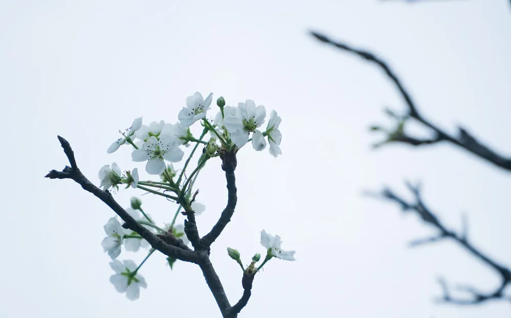 Hoa lê được yêu thích bởi có màu trắng tạo vẻ đẹp tinh khiết. Độ tuổi chơi hoa lê phần lớn ở lứa tuổi trẻ đến trung niên. Hoa lê được yêu thích bởi có màu trắng tạo vẻ đẹp tinh khiết. Độ tuổi chơi hoa lê phần lớn ở lứa tuổi trẻ đến trung niên.