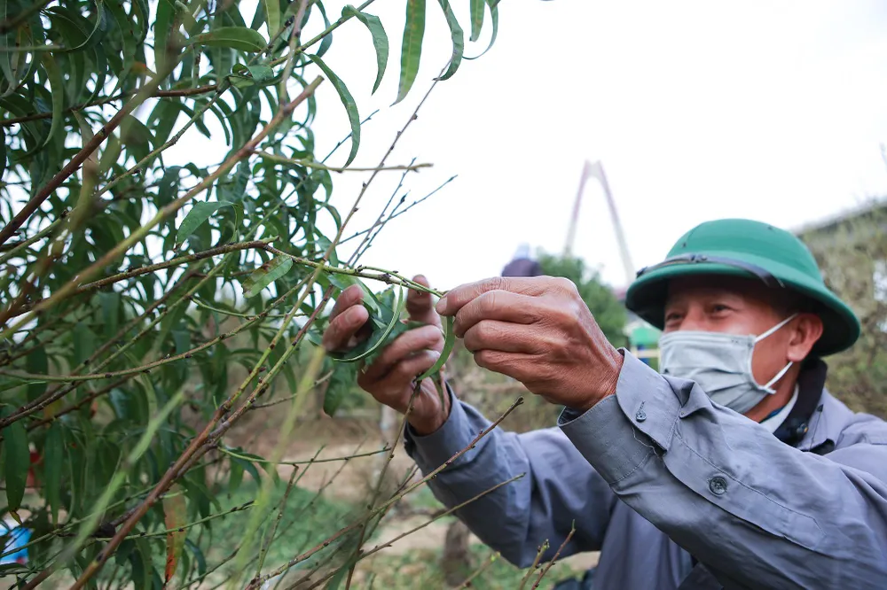 Theo những người làm vườn lâu năm, thông thường đào sẽ được tuốt lá trước thời điểm Tết khoảng 45 ngày. Tuy nhiên, tùy từng giống đào mà công đoạn này khác nhau, có loại đào phải tuốt trước Tết khoảng 90 ngày. Theo những người làm vườn lâu năm, thông thường đào sẽ được tuốt lá trước thời điểm Tết khoảng 45 ngày. Tuy nhiên, tùy từng giống đào mà công đoạn này khác nhau, có loại đào phải tuốt trước Tết khoảng 90 ngày.