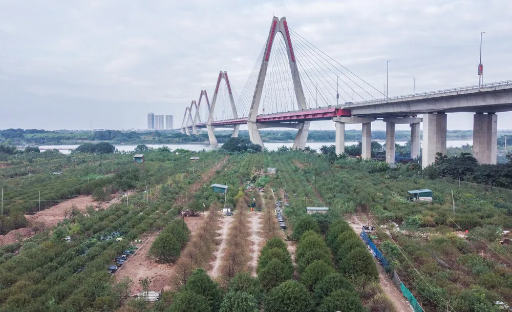 Cứ đến độ khoảng 45 ngày trước khi diễn ra Tết Nguyên đán, làng Nhật Tân lại nhộn nhịp thực hiện việc tuốt lá đào - một trong những công đoạn cuối chăm sóc cây để phục vụ mùa Tết cổ truyền. Cứ đến độ khoảng 45 ngày trước khi diễn ra Tết Nguyên đán, làng Nhật Tân lại nhộn nhịp thực hiện việc tuốt lá đào - một trong những công đoạn cuối chăm sóc cây để phục vụ mùa Tết cổ truyền.