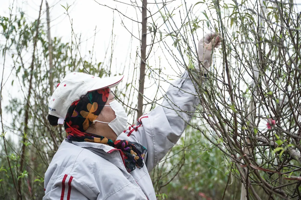 Ở thời điểm quan trọng và gấp rút này, người dân thường tính toán rất chi tiết và kỹ càng để hoa nở đúng dịp, mong cho mùa vụ thành công để bù đắp công sức chăm sóc suốt cả năm. Ở thời điểm quan trọng và gấp rút này, người dân thường tính toán rất chi tiết và kỹ càng để hoa nở đúng dịp, mong cho mùa vụ thành công để bù đắp công sức chăm sóc suốt cả năm.