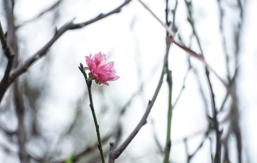 Nhiều cây đã điểm một vài bông hoa trên cành, đây là những hoa nở sớm, người chủ sẽ cắt để bán sớm, phục vụ dịp Tết Dương lịch. Nhiều cây đã điểm một vài bông hoa trên cành, đây là những hoa nở sớm, người chủ sẽ cắt để bán sớm, phục vụ dịp Tết Dương lịch.