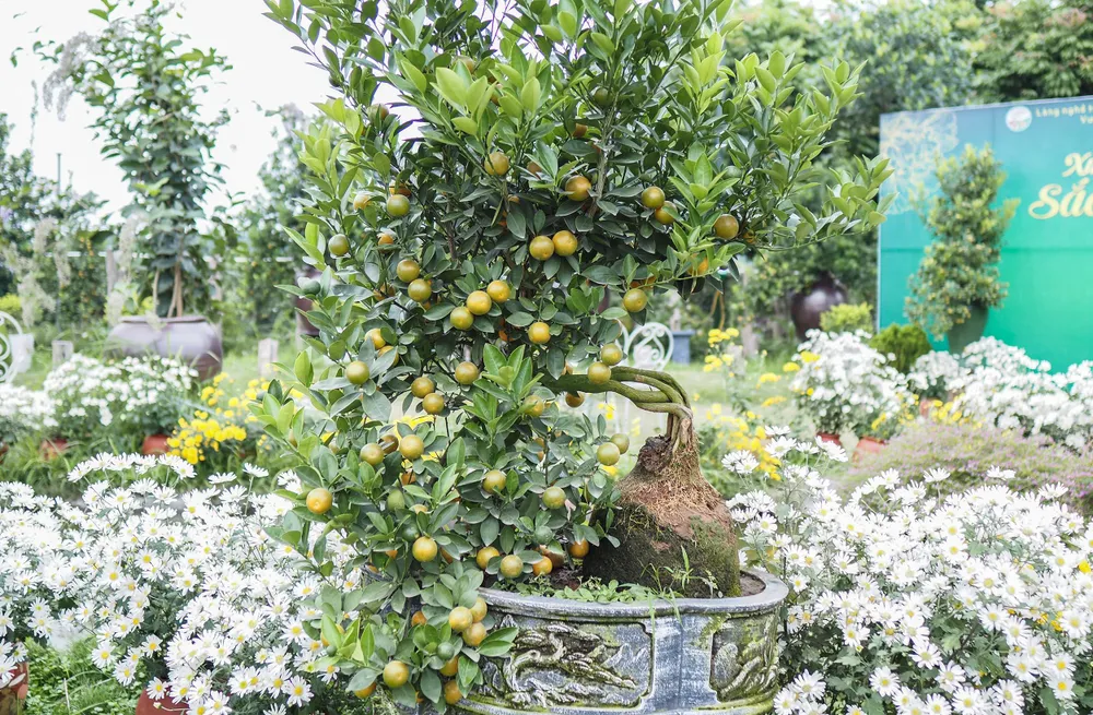 Những loại cây được sáng tạo ra thế ráng, với tiêu chí độc, lạ thu hút người chơi. Quất mộc căn vẫn còn là cái tên xa lạ với nhiều người nhưng đang dần được những người sành chơi lựa chọn trong dịp Tết năm nay.