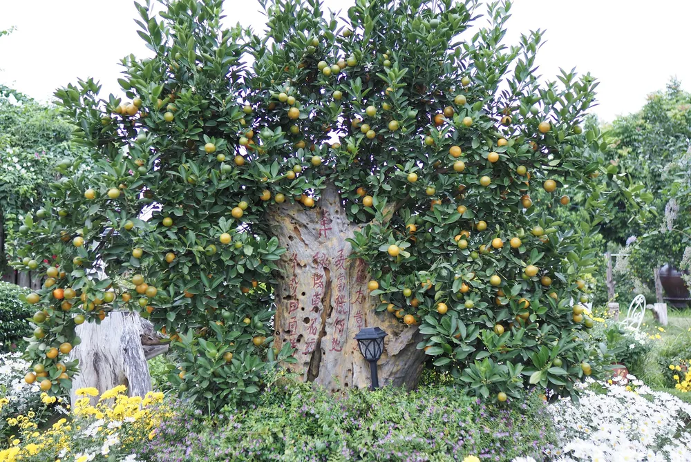 Ngoài quất mộc căn, quất ghép gỗ lũa cũng được xem như một tác phẩm nghệ thuật hoàn hảo được giới chơi cây cảnh săn lùng dịp Tết Nguyên đán.