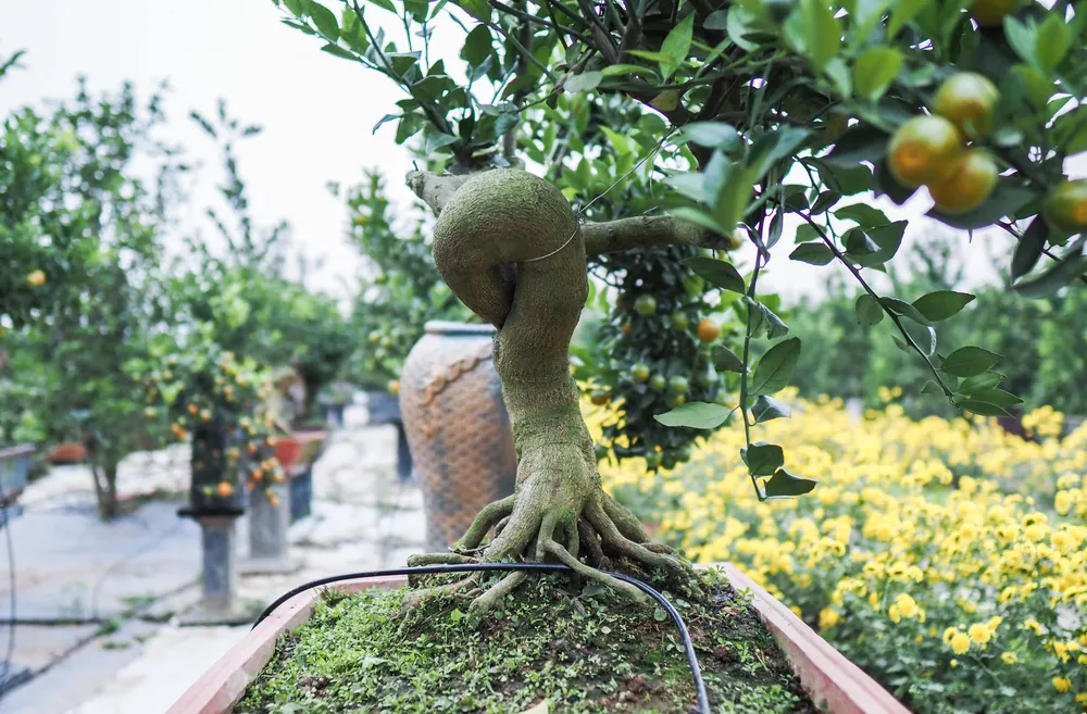 Theo chủ một vườn cho biết, để tạo ra một tác phẩm quất mộc căn sẽ phải mất ít nhất 3 năm, chưa kể thời gian tạo phôi. Và giá cho mỗi tác phẩm quất sẽ dao động từ 3-15 triệu đồng.