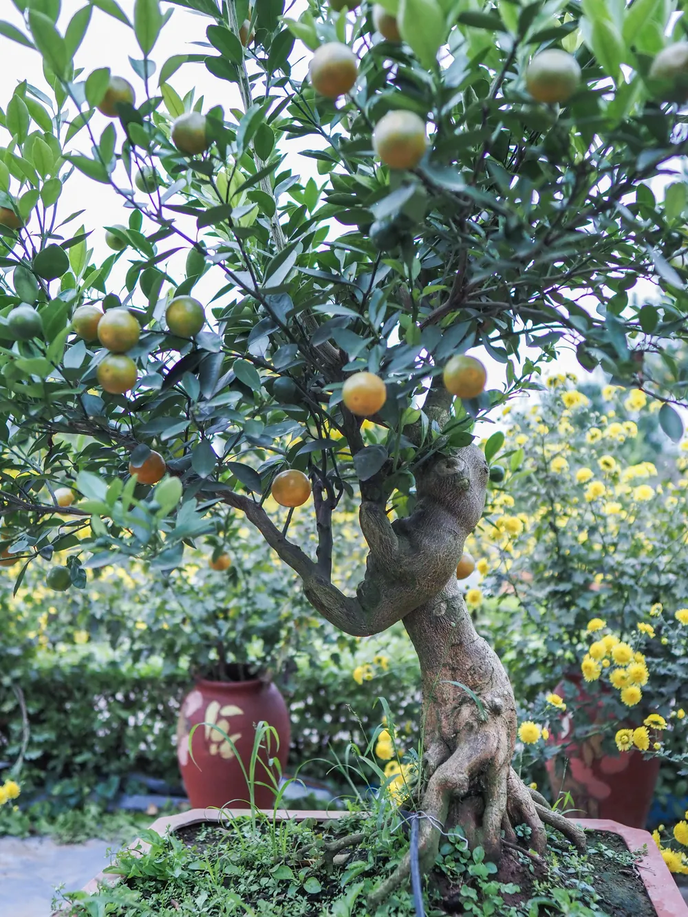 Người ta định nghĩa, mộc có nghĩa là thân cây, căn tức là rễ, quất mộc căn tức là bộ rễ của cây quất sẽ lộ lên khỏi mặt đất, phô ra bộ rễ vừa khỏe mạnh lại vừa mềm mại.