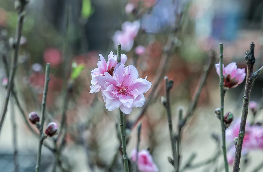 Đào Nhật Tân chủ yếu gồm hai loại chính là đào bích và đào phai. Đào Nhật Tân chủ yếu gồm hai loại chính là đào bích và đào phai.